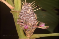 Flemingia stricta